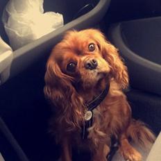 Cavalier king charles spaniel Stella