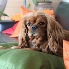 Cavalier king charles spaniel Stella