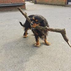 Cavalier king charles spaniel Malou