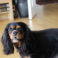 Cavalier king charles spaniel Malou