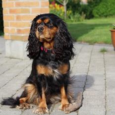 Cavalier king charles spaniel Malou