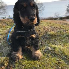 Cocker spaniel Buddy