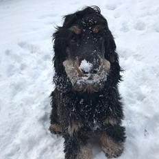 Cocker spaniel Buddy
