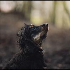 Cocker spaniel Buddy