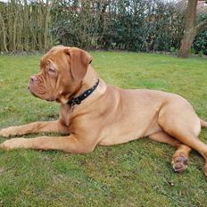 Dogue de bordeaux Sif