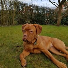Dogue de bordeaux Sif