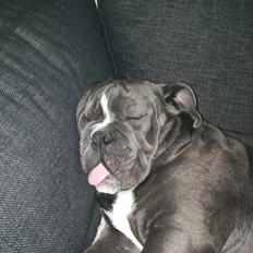 Olde english bulldogge Bentley