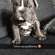 Olde english bulldogge Bentley
