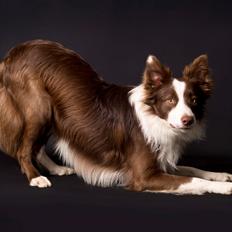 Border collie Cap