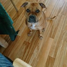 Staffordshire bull terrier Bella 