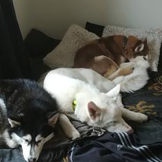 Blanding af racer Snow 