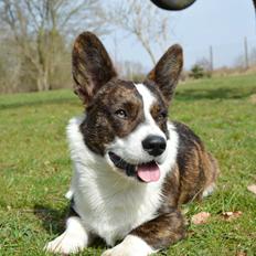 Welsh corgi cardigan Charles