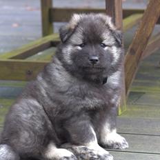 Eurasier Coda (Callistra’s Alderaan)