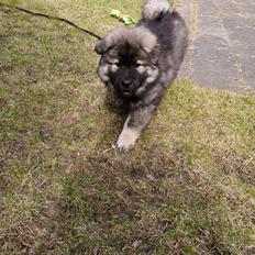 Eurasier Coda (Callistra’s Alderaan)