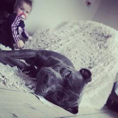 Staffordshire bull terrier Django