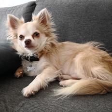 Blanding af racer Nico