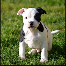 Staffordshire bull terrier *NUTTY*
