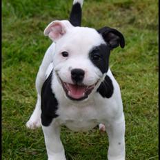 Staffordshire bull terrier *NUTTY*