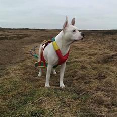 Blanding af racer Lusi