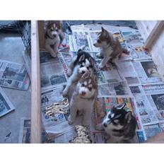 Siberian husky Karma <3 rip :'( <3