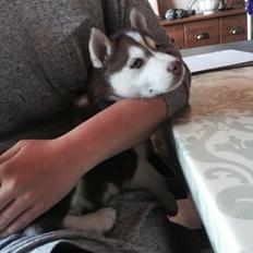 Siberian husky Karma <3 rip :'( <3