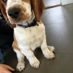 Welsh springer spaniel Anfield (fødsels navn Sne)