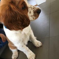 Welsh springer spaniel Anfield (fødsels navn Sne)