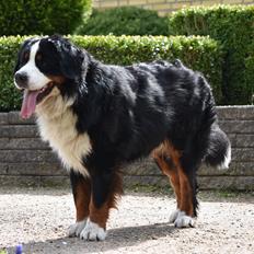 Berner sennenhund Lady Xiera's Teddy Bear (Leopold) 