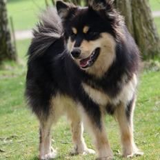 Finsk lapphund DKCH HRCH Lapinkaunis Gimme All Your Lovin'