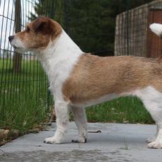 Jack russell terrier Alina