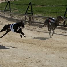 Whippet Devaj 1976 taifun