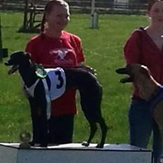 Whippet Devaj 1976 taifun