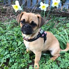 Blanding af racer Bodil (himmelhund)