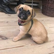 Blanding af racer Bodil (himmelhund)