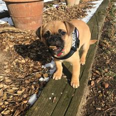 Blanding af racer Bodil (himmelhund)