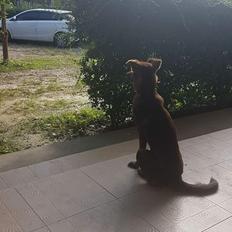 Blanding af racer Nuga ( Nom Tham )