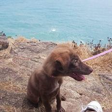 Blanding af racer Nuga ( Nom Tham )