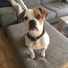 Blanding af racer Charlie