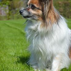 Papillon Charlie