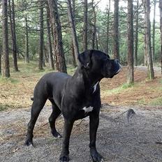 Cane corso Carla * Himmelhund*