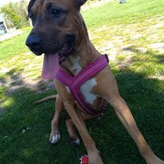 Blanding af racer kayla