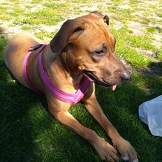 Blanding af racer kayla