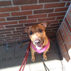 Blanding af racer kayla