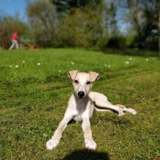 Whippet Cosmo (Tiny Tunes Ain't No Sunshine)