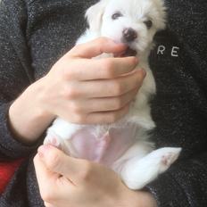 Coton de tulear Milo