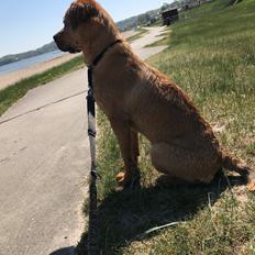 Blanding af racer Aslan 5mdr