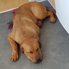 Blanding af racer Aslan