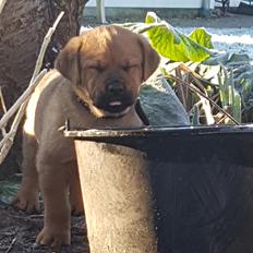 Blanding af racer Aslan