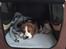 Beagle Zoey