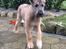Irsk ulvehund Clonakilty av Black Glacier  aka “Marvin” R.I.P. - 3 mdr